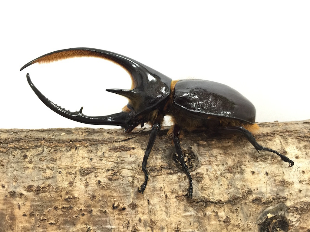 入荷 南米便からネプチューンオオカブト 昆虫ショップ ヘラクレスの里 入荷 南米便からネプチューンオオカブト 昆虫ショップ ヘラクレスの里