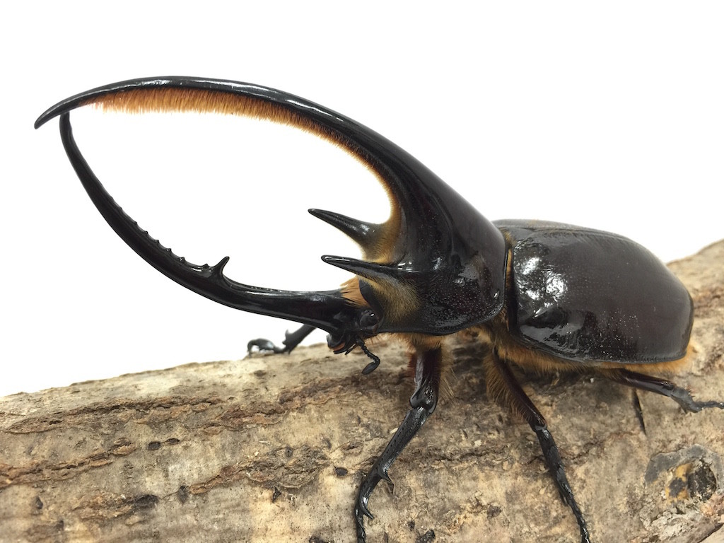 入荷 南米便からネプチューンオオカブト 昆虫ショップ ヘラクレスの里 入荷 南米便からネプチューンオオカブト 昆虫ショップ ヘラクレスの里