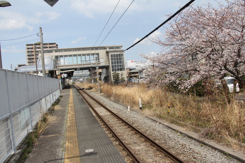 nagaizuminameri_sakura
