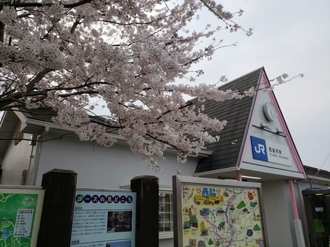 nishiwakishi_sakura