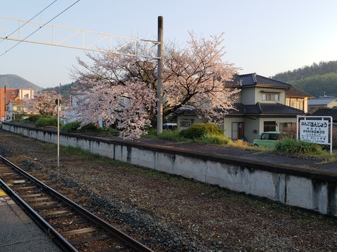 bingohonjo_sakura