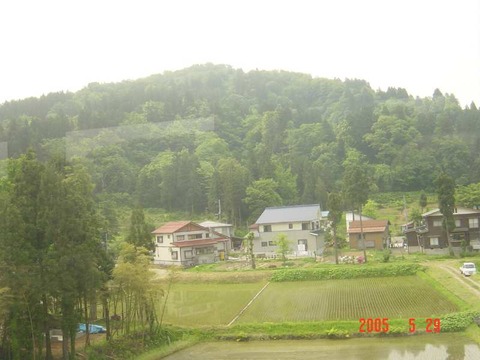 mushigawaosugi_sugi
