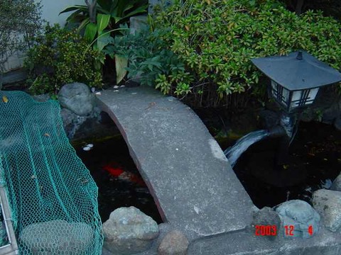 ogimachi_koi