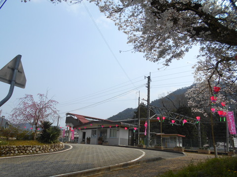 shimotaki_sakura