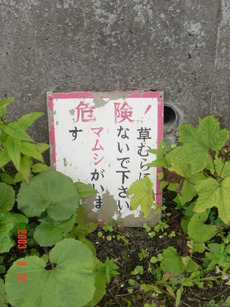 hariusu_mamushi