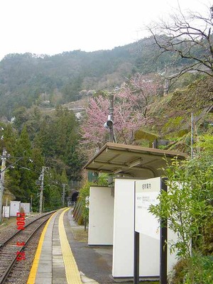 nakaisamurai_spring
