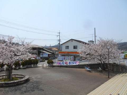 dojo_sakura