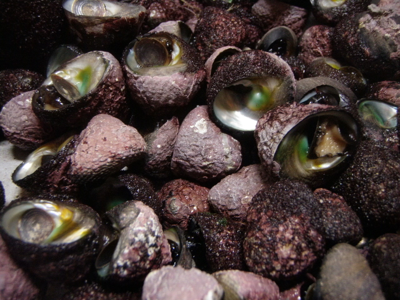 磯もん ヘコヘコとんぼ