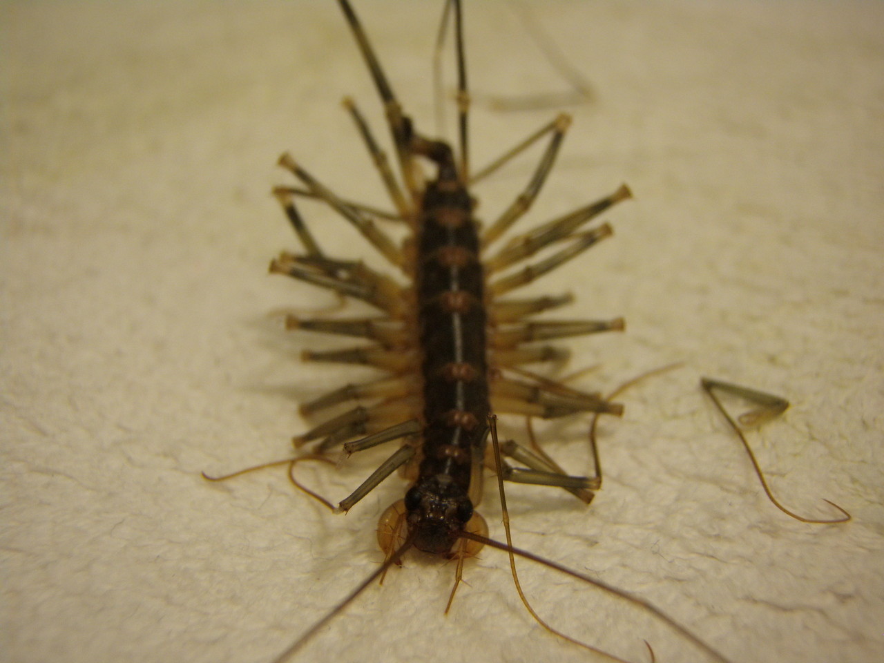 ゲジゲジ 虫の写真ありグロ注意 ヘコヘコとんぼ