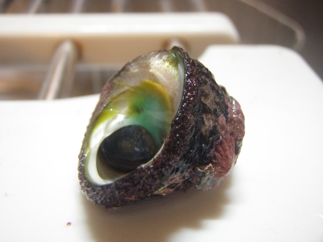 磯もん ヘコヘコとんぼ