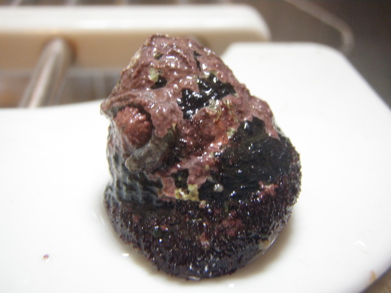 磯もん ヘコヘコとんぼ