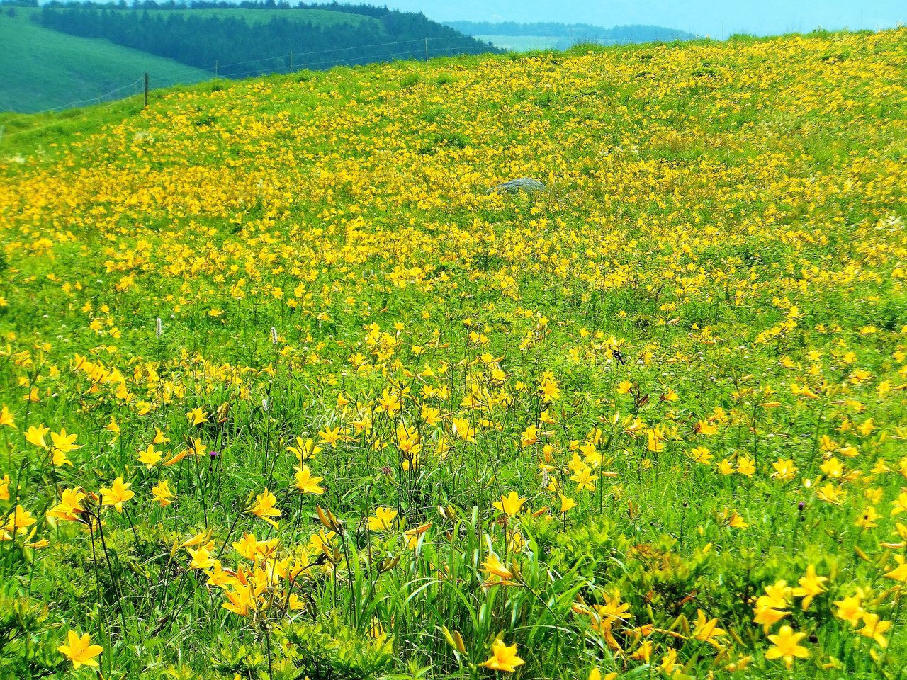 彦左の正眼 2013年夏 ニッコウキスゲは数十年ぶりの花盛り 車山高原 富士見台 車山肩 彦左の正眼 2013年夏 ニッコウキスゲは数十年ぶりの花盛り 車山高原 富士見台 車山肩