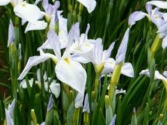 Ĺ��ż����κ�