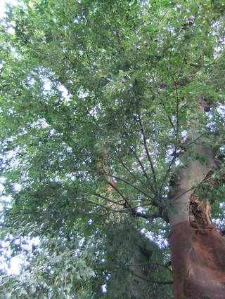 �ޥ����ο��αݤ����