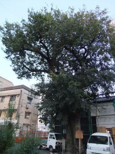 ���Ϥ������ʪ