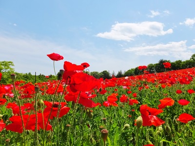 ���㡼�졼�ݥԡ��ε֤Ǥ�