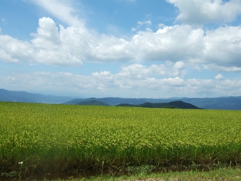 ������ܤ�