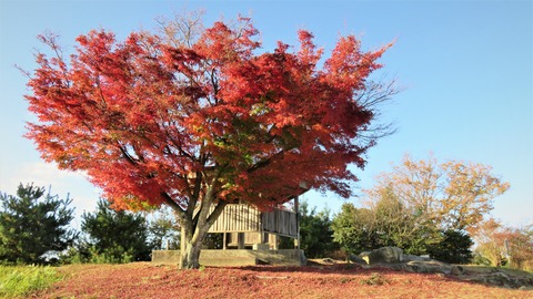 00�����뻳ĺ��ι���