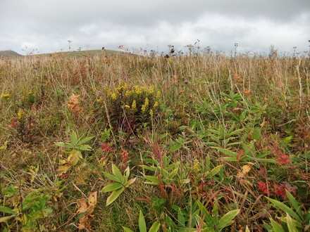 �ֻ����ν���