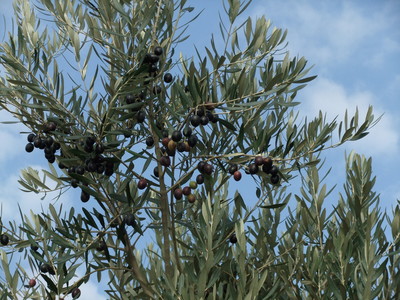 ��Ʀ�祪�꡼�֤μ�