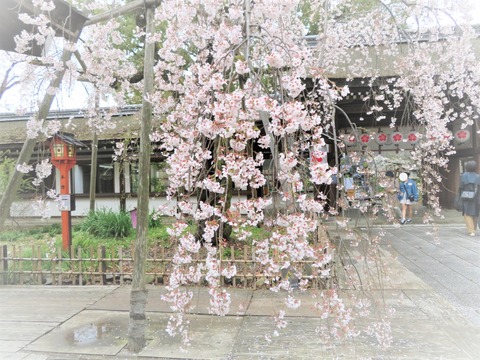 ��ʿ����Ҥγ���(�������ގ����ގ���)