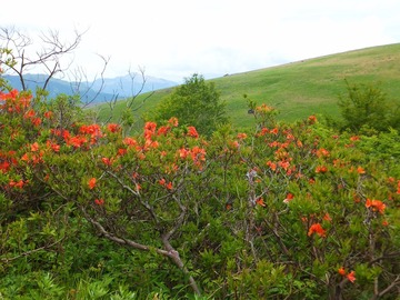 枝が枯れているレンゲツツジ