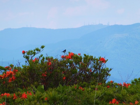 ノビタキとレンゲツツジ