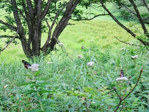 0����ɤ�Υ������ޥ��餬�񤤡�����٤��