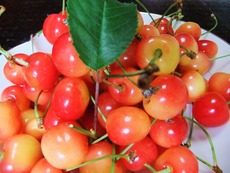 2011ǯ�κ�ƣ��