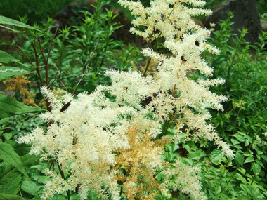 ���˥���ĥ�