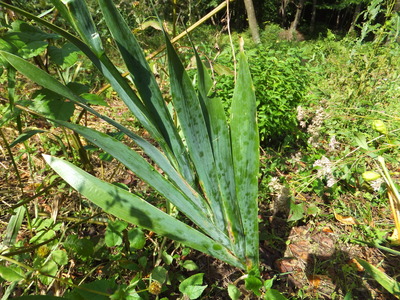 �դäѤ�����η�