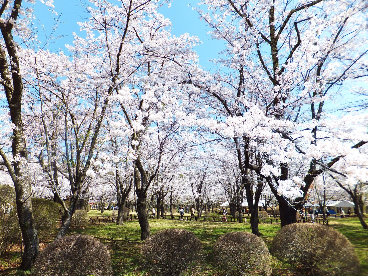 彦左の正眼 12年 聖光寺の桜 ｇｗにあっぱれ満開