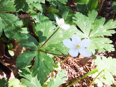 ÆóÎØÁ𷤤ºé¤