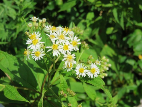 9�������ʥ��ޥ�