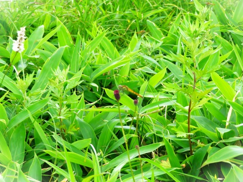 7¥ï¥ì¥â¥³¥¦¤È¥È¥ó¥Ü