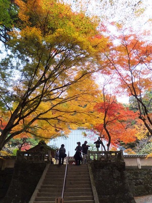 ��ƻ������Ʋ�ؤγ��ʤ�