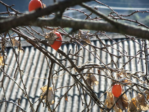 ����α���