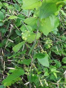 �㥵��ȥꥤ�Х�