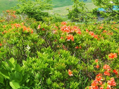 レンゲツツジのなかにコバイケイソウが一輪