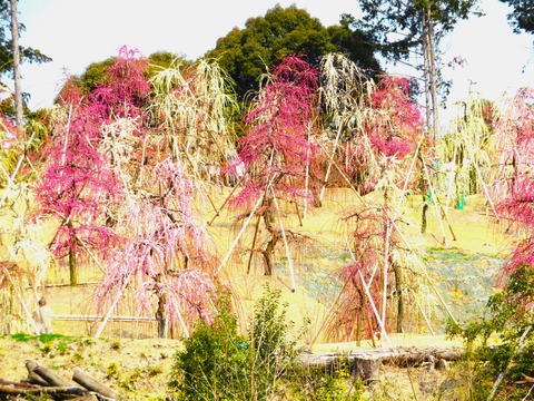 £°»°¼¼¸Í»û¤ÎÇß±à