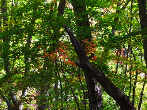 8���ϥ����參���Ǥ��Ф˱Ǥ���