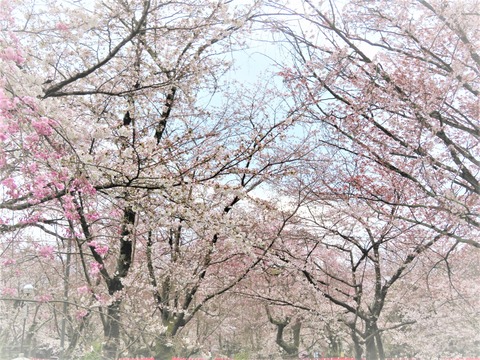 ��ʿ����Ҥκ�������������