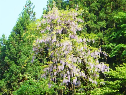 Âì¤ÎÇ¡¤»³Æ£