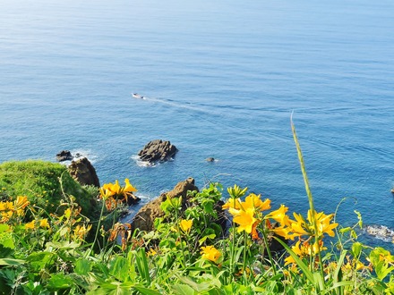 大野亀のトビシマカンゾウ