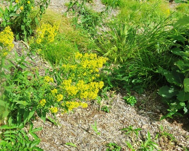 20・アキノキリンソウ