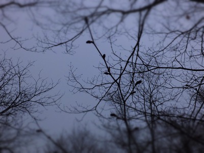 ī�ˤΤʤ�����᤭