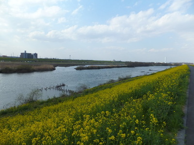 江戸川土手を彩る菜の花