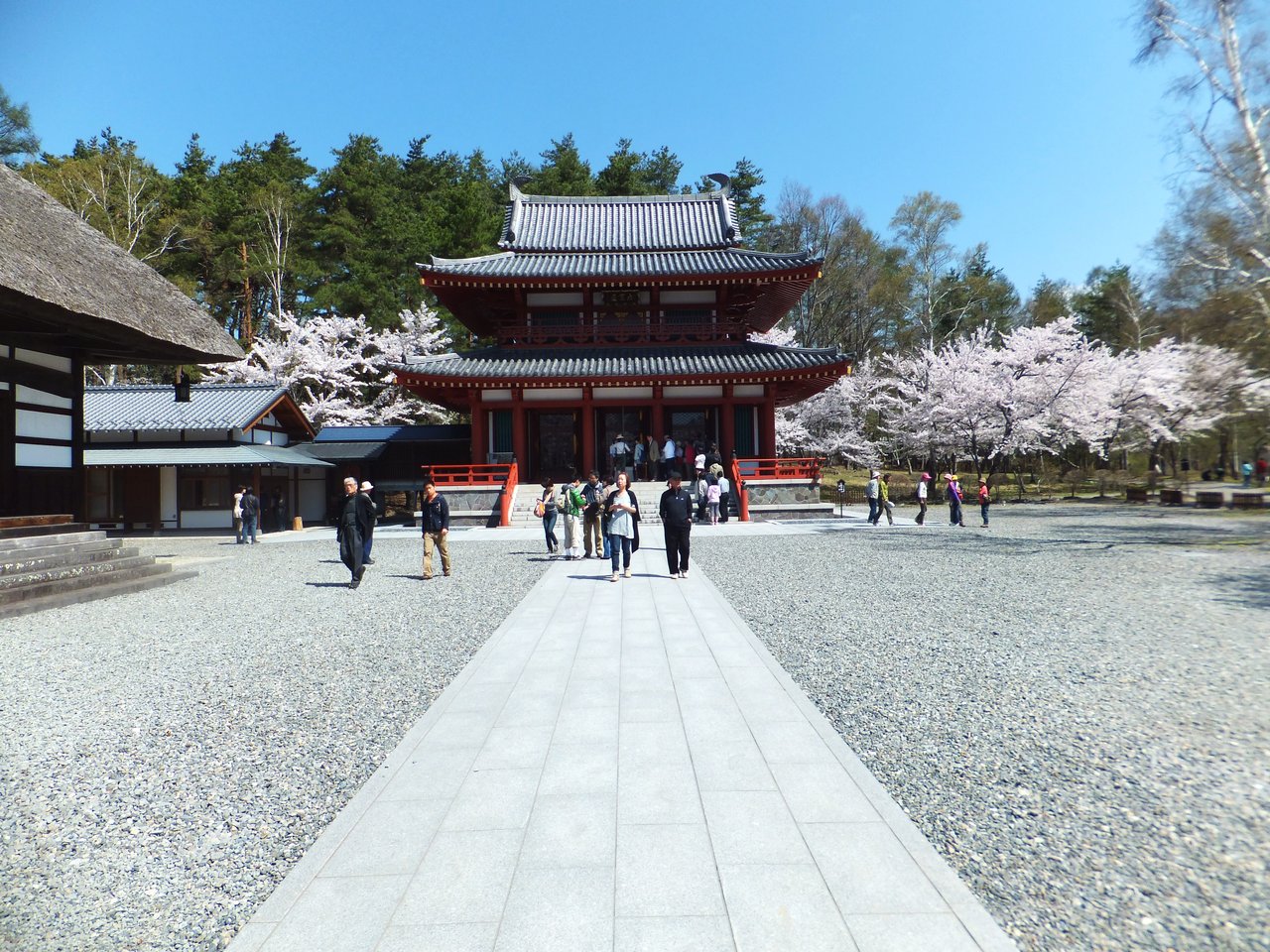 彦左の正眼 12年 聖光寺の桜 gwにあっぱれ満開 彦左の正眼 12年 聖光寺の桜 gwにあっぱれ満開