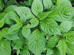 ��ϥʥ�����ͺ��