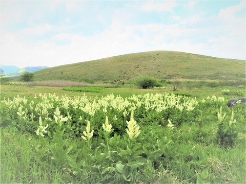 �������ʥ��Х������������򤤷���